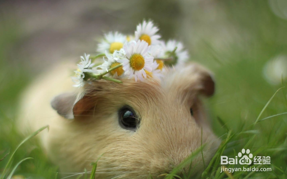 养仓鼠是否会染上鼠疫