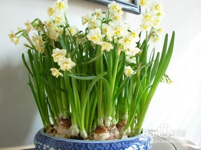 2016年有毒花卉的集合？