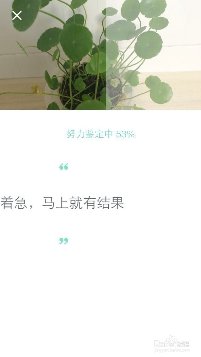 如何用手机鉴别查询植物的名称?