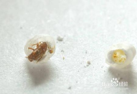 米放久了会有虫子，那么问题来了，那些虫子都是哪里来的呢？