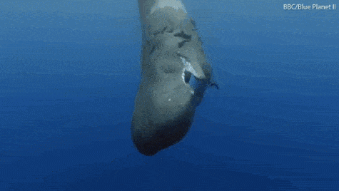 当海洋动物死亡时,它们的身体会发生什么?