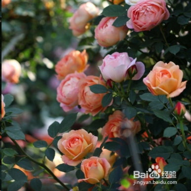 蓝妖：不可错过的经典灌木月季品种介绍