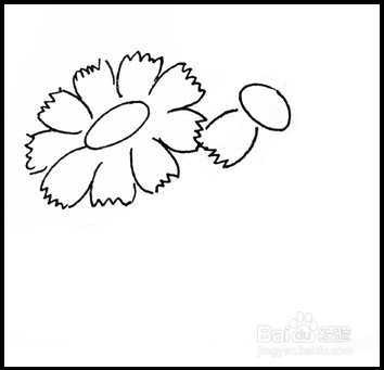怎样画简笔画（花卉）：[8]菊花1