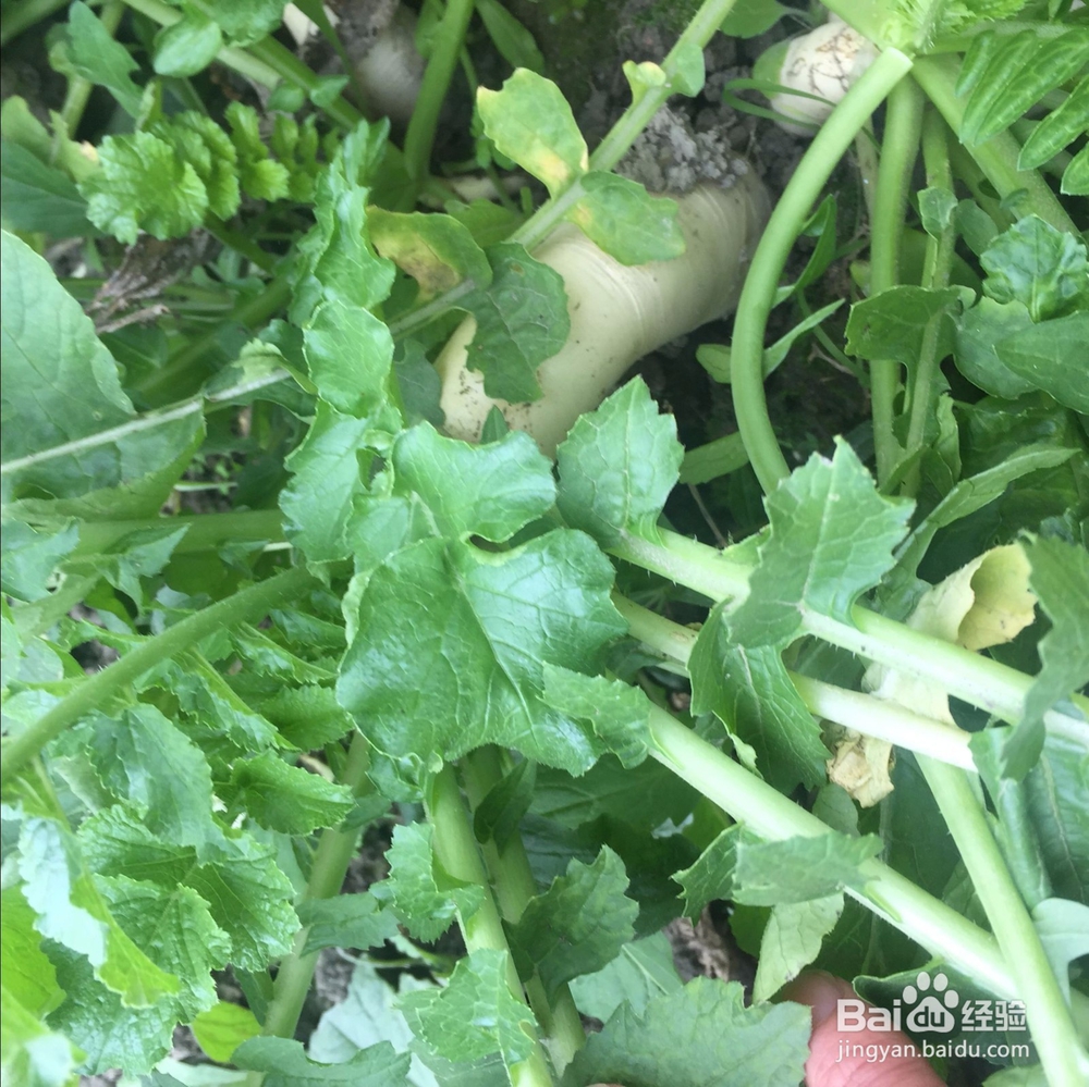 十一月末的时令蔬菜