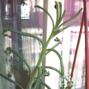 棒叶不死鸟怎么养