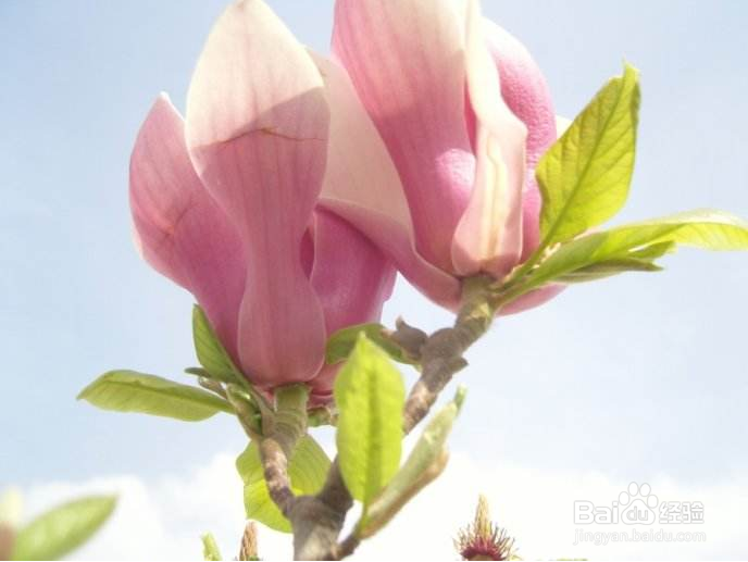 花儿这么拍更好看【1】拍摄时间选择