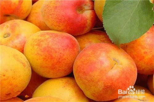 如何防止杏熟太快