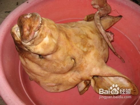 馋姑娘进门，肥猪丢魂