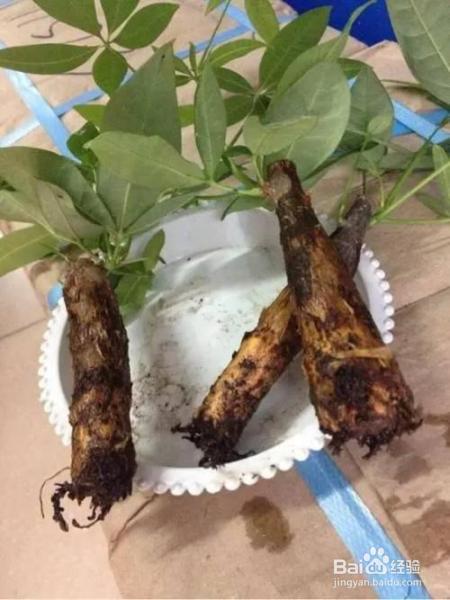 就这么做,让你家发财树叶绿枝粗,从此告别烂根!