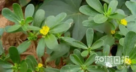 我们养的这些花农村到处都是
