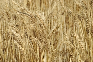 股票行业分析——农业分析上篇