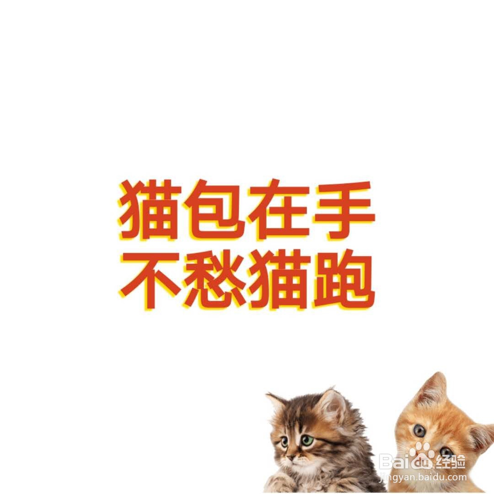新手养猫应该注意那几点