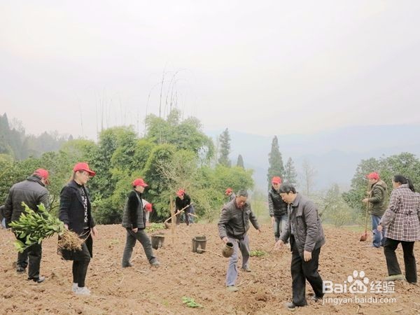 柑橘树苗栽植的技术要点