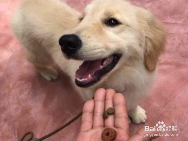 怎么训练狗狗唤回技能？