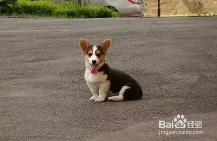 养柯基犬注意事项