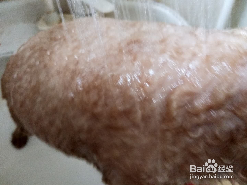 如何为家里的宠物狗洗澡