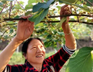 猕猴桃花粉怎样采收