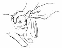 怎样治疗被冻伤的猫