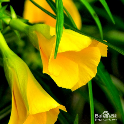 夹竹桃和桃树的区别是什么？