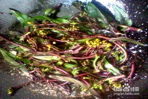 紫菜花鸡蛋炒米饭