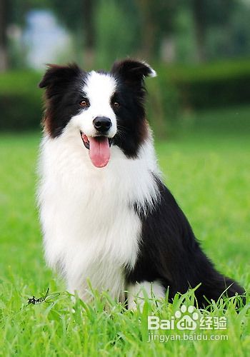 【边境牧羊犬好养吗】边境牧羊犬性格