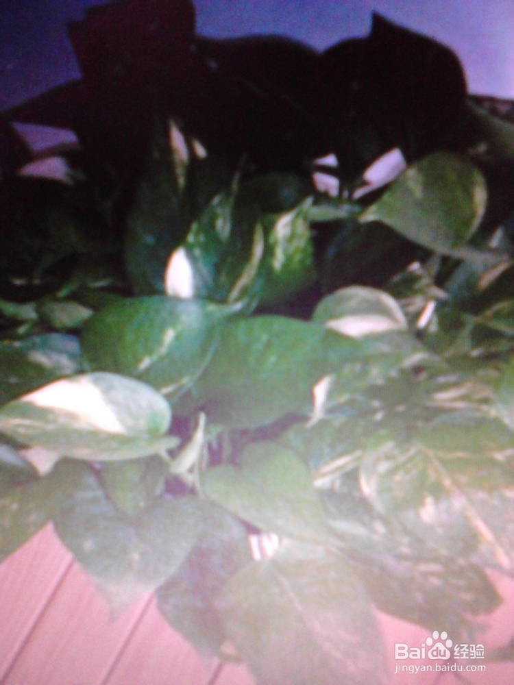 绿萝的养殖与繁殖技巧