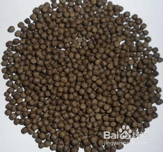 饲养金鱼的技巧