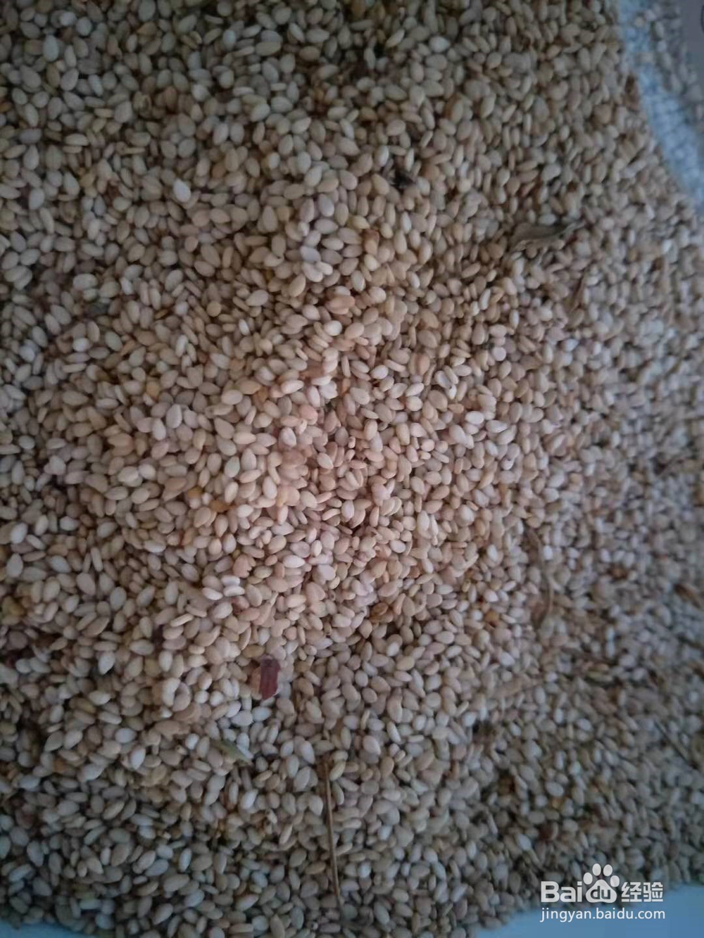 芝麻的营养价值以及吃芝麻的好处