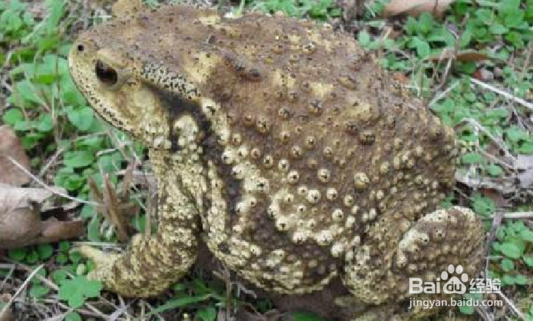 怎样区分青蛙和蟾蜍