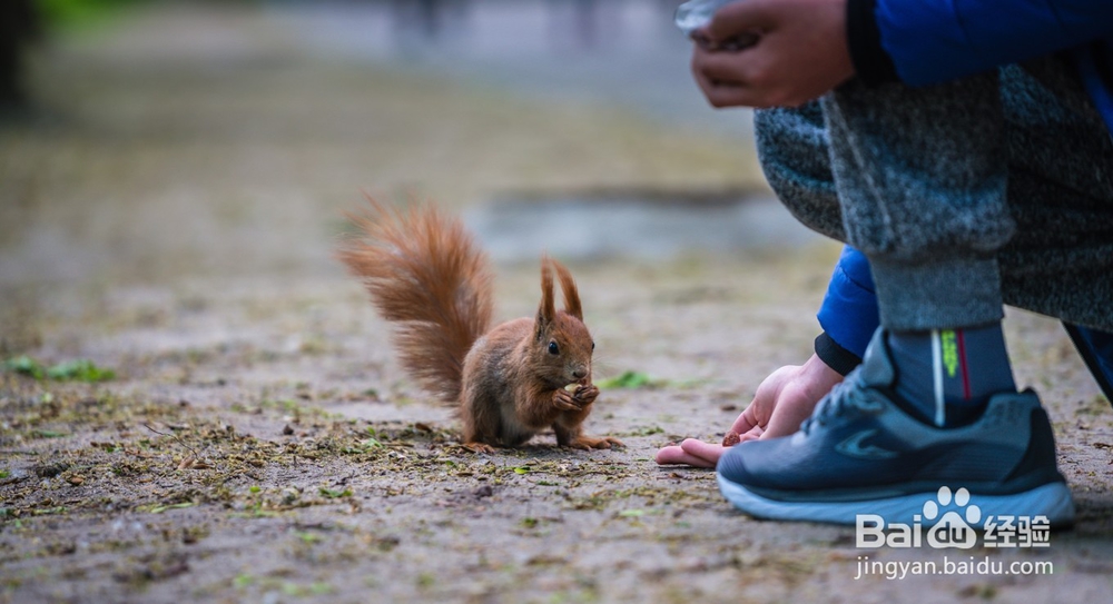 波兰古堡旅游简记5