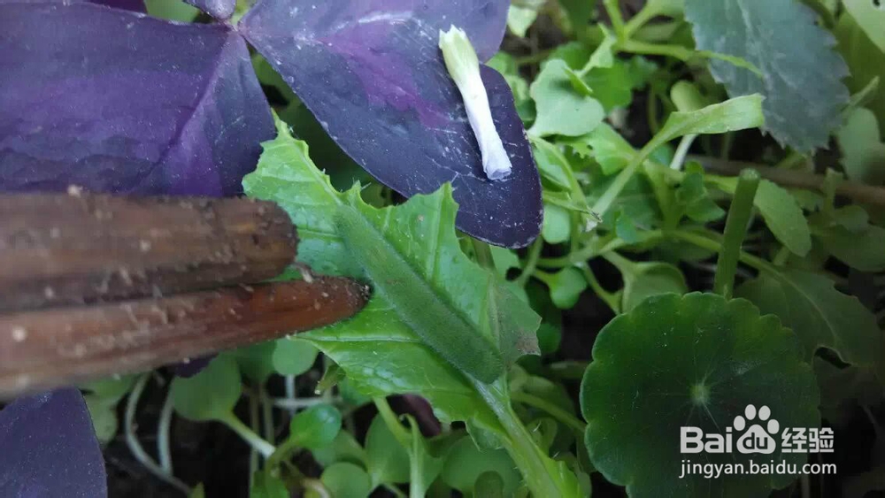 阳台花园：[22]青菜长虫怎么办虫吃菜怎么办