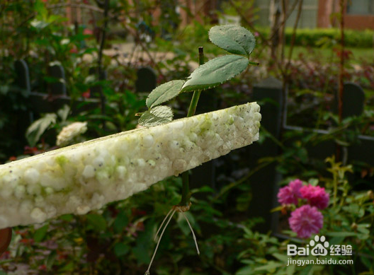 月季怎么繁殖?月季水插繁殖法