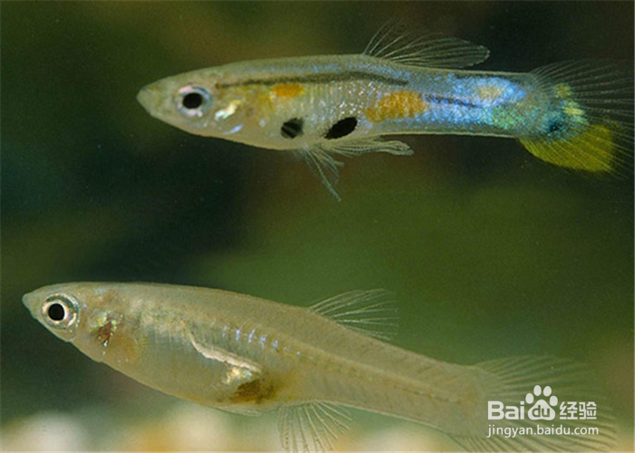 新买来的孔雀鱼怎么养