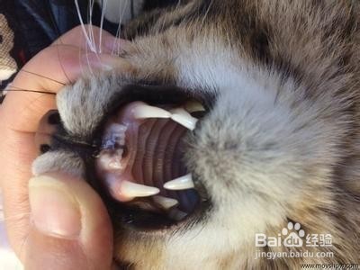 猫的耳朵上掉毛的厉害是怎么办?