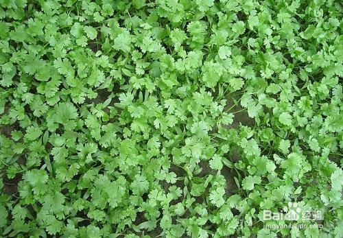 香菜的作用以及食用禁忌