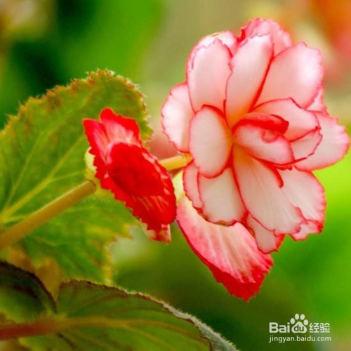 球根海棠养殖出现黄叶是怎么了？