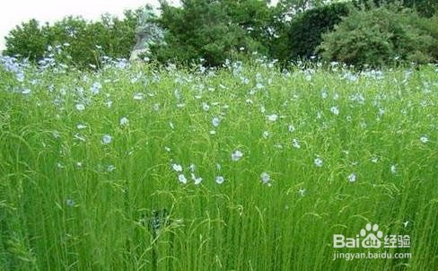 服装选购系列：6、如何区分亚麻面料和苎麻面料