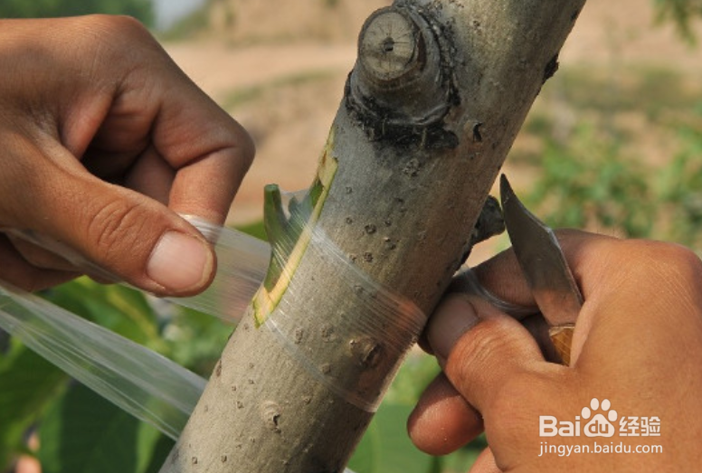 核桃树春季嫁接时间和方法