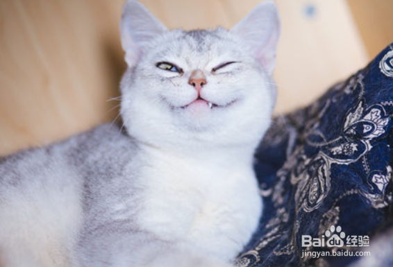 怎样让猫产生好感