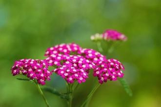 痛经用欧蓍草痛经组合搭配怎么调理?