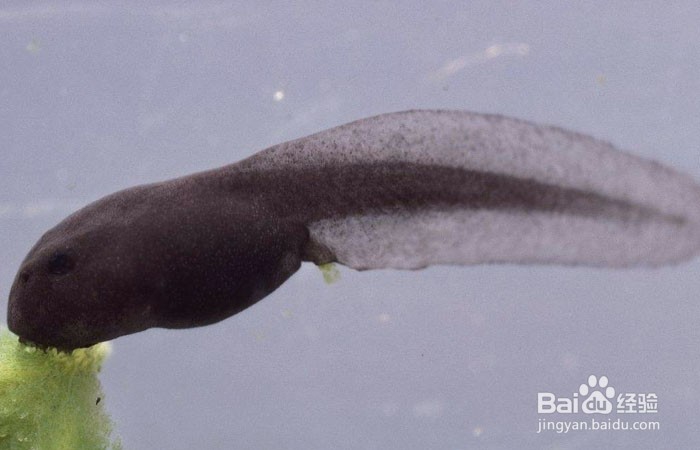 蝌蚪在水里怎么游