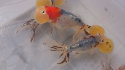 水泡眼如何饲养?