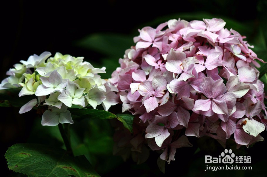 卧室里放这些花会有这么大的危害千万不能放