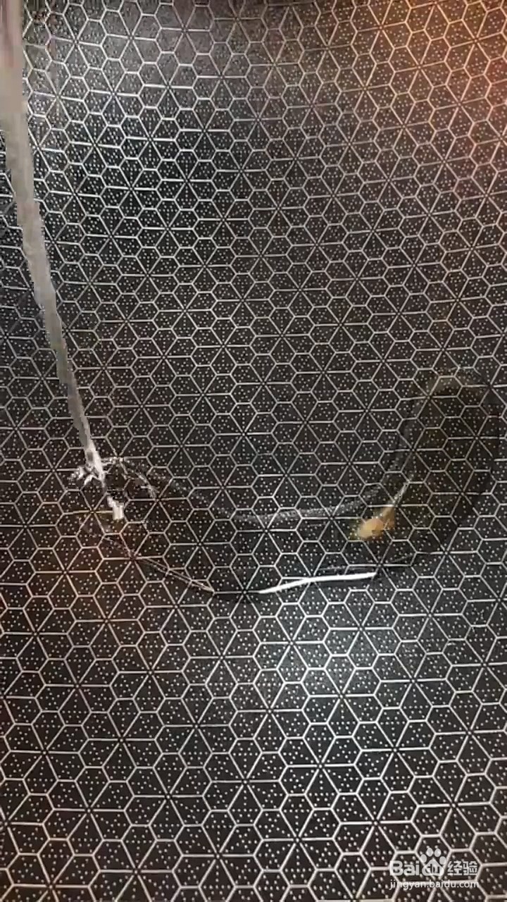 鸡胗的新做法