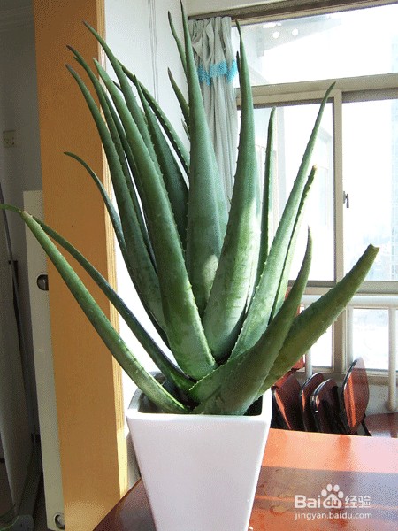 怎样净化家中的空气