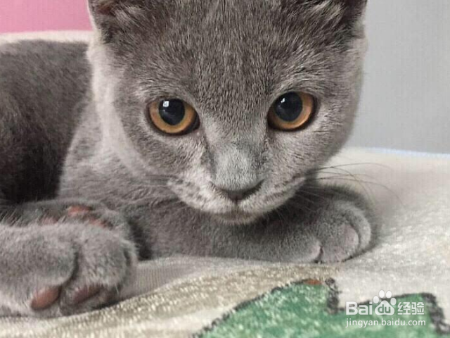 怎么给猫咪去毛球?
