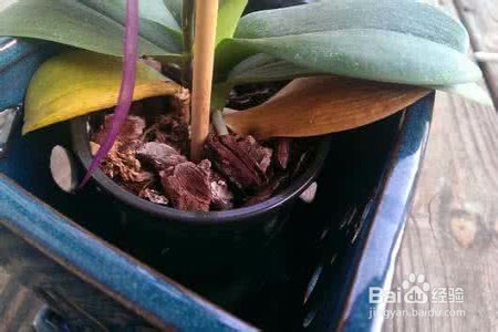 兰花叶子枯萎了怎么办