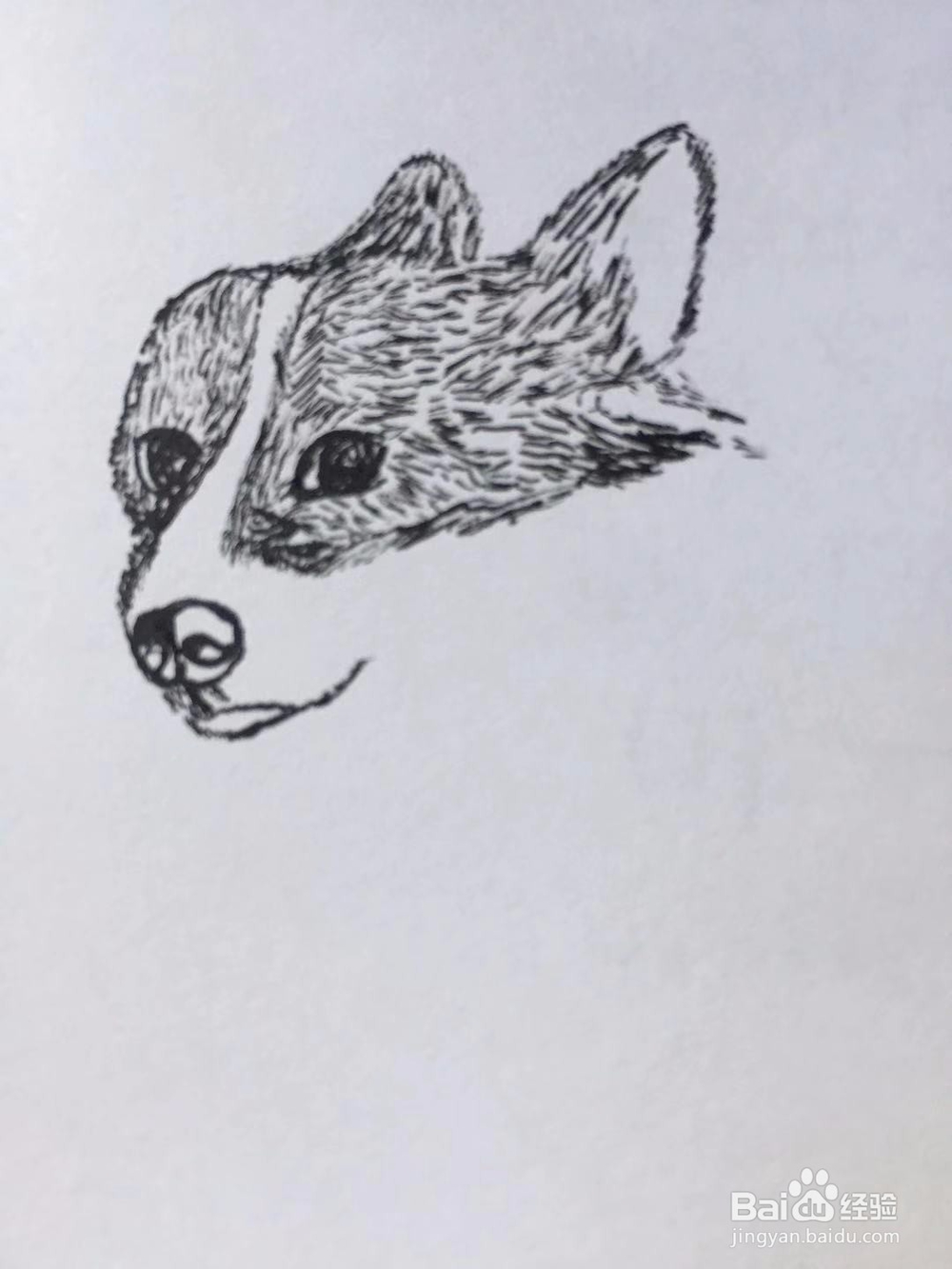 茉莉手绘之萌宠柯基