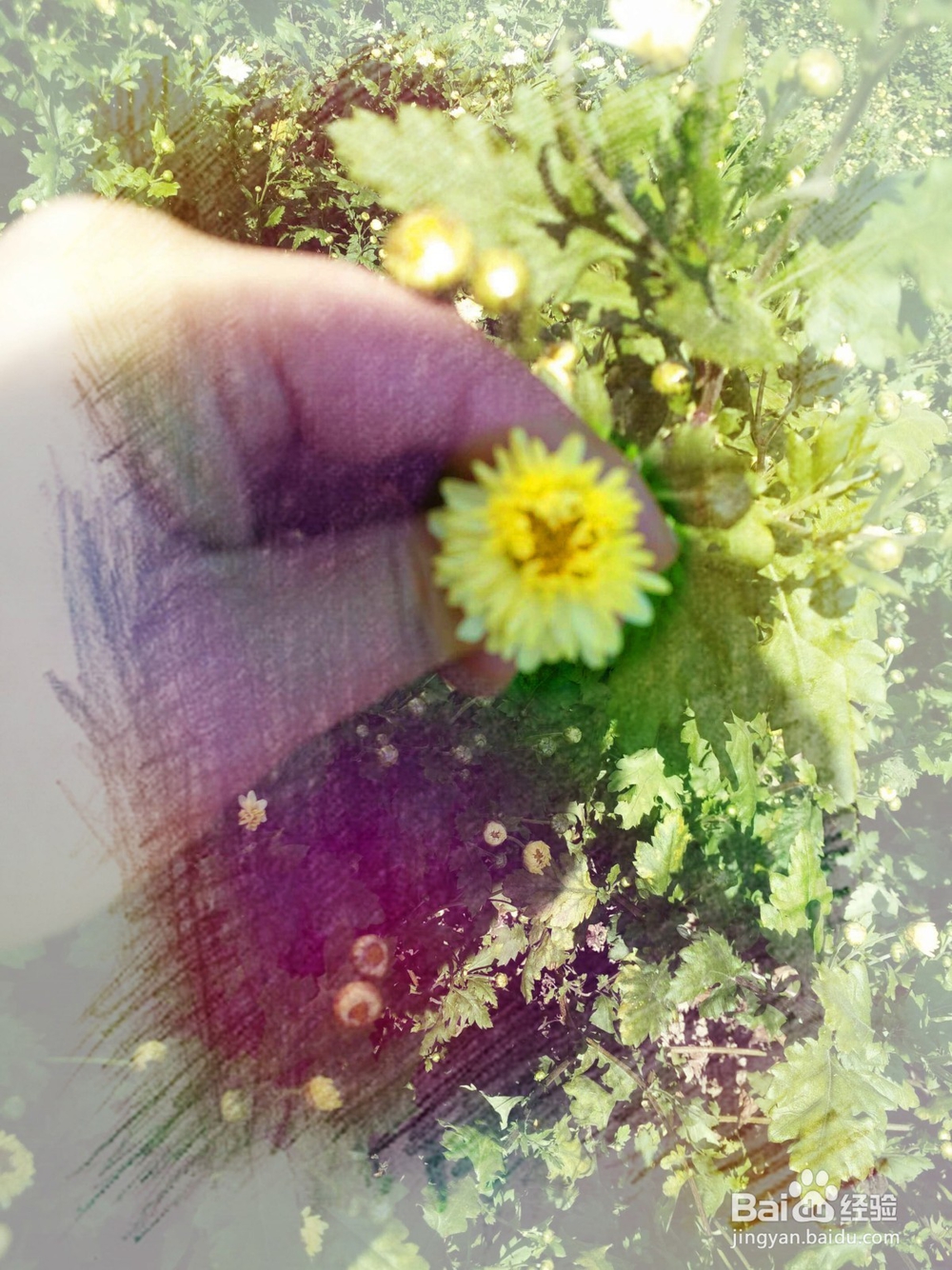 哪里有卖明钼菊花冰露饮品