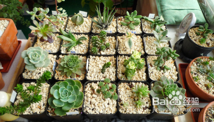 冬天来了，阳台变大棚。